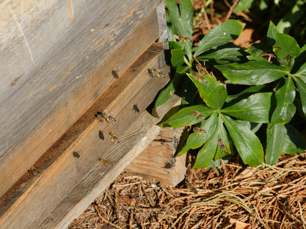 Bienen kaufen 